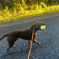 Photo of Astro   11 Month Old Kelpie (Trial)