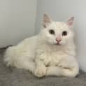 Photo of Soba