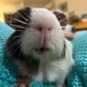 Photo of Smokey