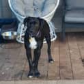 Photo of Binx