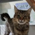 Photo of Pirate