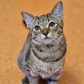Photo of Ganoush