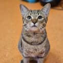 Photo of Ganoush
