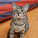 Photo of Ganoush