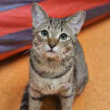 Photo of Ganoush