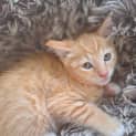 Photo of Ricky K17