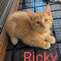 Photo of Ricky K17