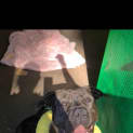 Photo of Lillie