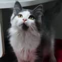 Photo of Icarus