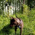 Photo of Ada   1 Year Old French Bulldog X (Trial)