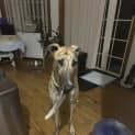 Photo of Diesel Greyhound 