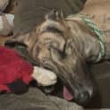 Photo of Diesel Greyhound 