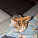 Photo of Lilac