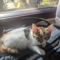 Photo of Gigi