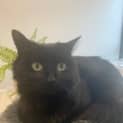 Photo of Lulu