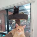 Photo of Mr Pickles 