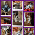 Photo of Oodles Of Floofs!