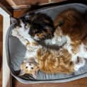 Photo of Oodles Of Floofs!