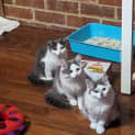 Photo of Oodles Of Floofs!