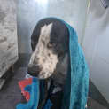 Photo of Reco   10 Month Old Bull Arab X