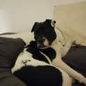 Photo of Dory   1 Year Old Shar Pei X (Trial)