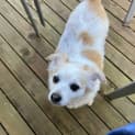 Photo of Candy 🍬5yo Jack Russell X Pom (On Trial 22/5/24)