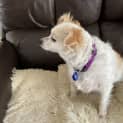 Photo of Candy 🍬5yo Jack Russell X Pom (On Trial 22/5/24)
