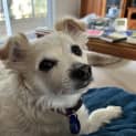 Photo of Candy 🍬5yo Jack Russell X Pom (On Trial 22/5/24)