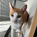 Photo of Zen **2nd Chance Cat Rescue**