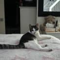 Photo of Bandit