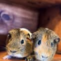 Photo of Peanut & Grumpy