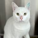 Photo of Coconut