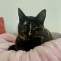 Photo of Cookie