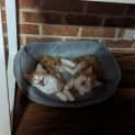 Photo of Spot