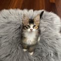 Photo of Xenia