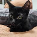 Photo of Tatum