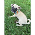 Photo of Aries