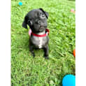 Photo of Atlas
