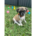 Photo of Hercules