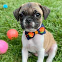 Photo of Hercules