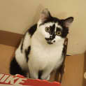Photo of Estrella 