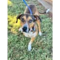 Photo of Scooby *$250 Adoption Fee*