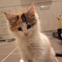 Photo of Iggy (Formerly Kiki Junior)