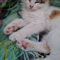 Photo of Iggy (Formerly Kiki Junior)