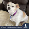 Photo of Candy 🍬5yo Jack Russell X Pom (On Trial 22/5/24)