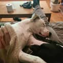 Photo of Cobar