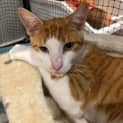 Photo of Zen **2nd Chance Cat Rescue**