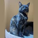 Photo of Pepita