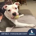Photo of Millie   3 Year Old Staffy X Bulldog (Trial)