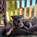 Photo of Clancy